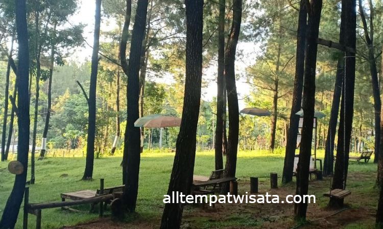 Hutan Pinus Bissoloro Sekaligus Camping Di Alam
