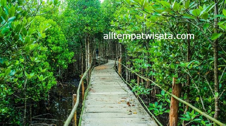 Wisata Hutan Mangrove di Indonesia Paling Cantik